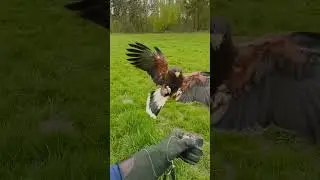 #nature #birds #harrishawk #wildlife #hunting #sokolnictwo