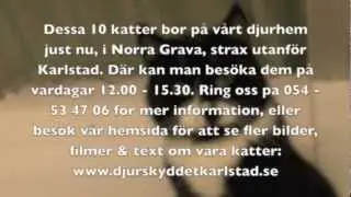 10 katter som s&ouml;ker nya hem!
