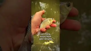 Танаго 150. Ловит в любой луже. Микрофишинг  #fishing  #рыбалка