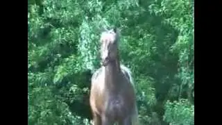 Chocolate Palomino AQHA Gelding
