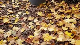 Pickup duck eggs