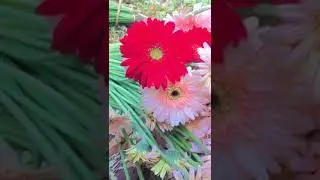 budi daya bunga gerbera