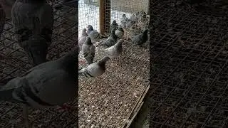 Zima w pełni #pigeon #birds #gołębie