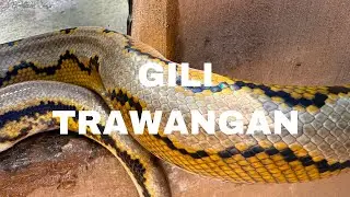Vlog Bali J-9 : Gili Trawangan 