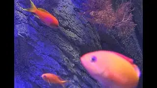 ハナダイ　Sea goldie　新江ノ島水族館 Enosima　Aquarium