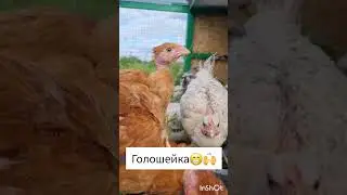 Лысые курицы😱 #куры #chiken #голошейка #курица