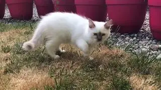 Ragdoll kitten is exploring outdoors - a brave and curious little girl