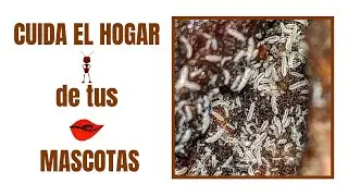 👾 COL&Eacute;MBOLOS (CRIA, MANTENIMIENTO y los MEJORES TRUCOS) / COMIDA para HORMIGAS
