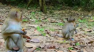 Really Cute Beloved Monkey Anna Family Happy In Water Festival Day | @LaBuBuMonkeysTV855
