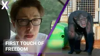 Laboratory Chimps Meet For The First Time | Chimp Sanctuary
