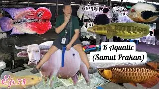 K Aquatic​ (Samut​ Prakan)ปลา​แปลก​สวยงาม​🐟Ep.73