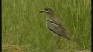 Dikkop