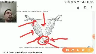 Aula de anatomia- Sistema reprodutor masculino parte 2