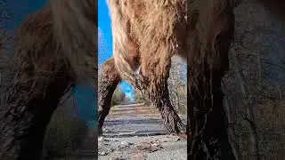 Fall morning road walk with highland cows in rural Alaska.
