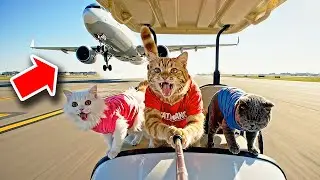 Cat Vlog: Chasing a Plane at the Airport Was a Big Mistake 😹✈️
