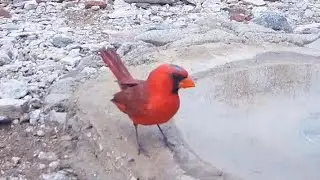 Cardinal Crest is Bald Due to Molting