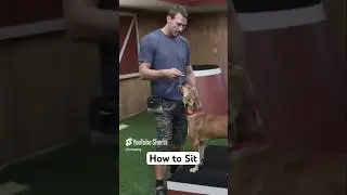 🐶 Teaching a Puppy to Sit in Seconds! 🦴