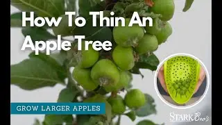 How to Thin an Apple Tree