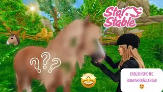 Die Schwarzwälder sind endlich da! 🐴 😃 SSO-Pferdekauf