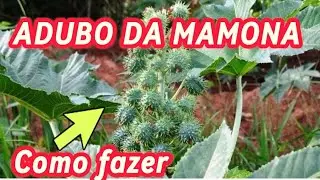 COMO FAZER ( ADUBO DE MANONA )