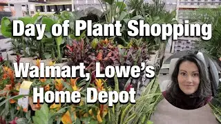 Day of Plant Shopping - Plant Haul - Big Box Stores Walmart, Lowes, Home Depot - AMAZING Finds