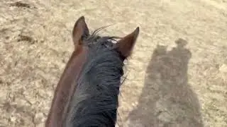 Farrier help from my horses!