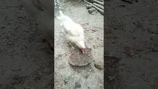 #hen #murgi #shorts #whitehen #desimurgi