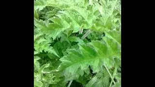Plant variability shown by Hogweed - identifying Britains wild food