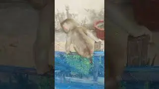 mara-monkey #shorts #monkeys #viral #animals#shortsvideo #monkey  #youtubeshorts #monkeyvideo