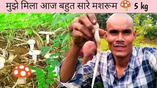 Mashroom in Village || village life 