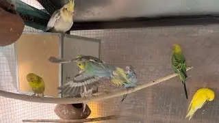 Birds fast breeding tips 🦜🐣 | Breeding information 