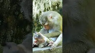 Monkey Libby catches fleas for her baby Leo #monkeys #monkey #babymonkey #monkeylove #monkeyvideo