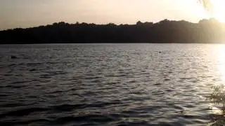 Barney swims at Spy Pond