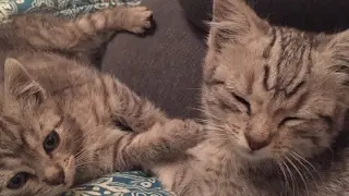 Kitten Live Stream Blueberry & Kittens - 24/7 KittenCam LA livestream #berrykittens