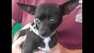 A4927396 Starlett | Chihuahua/Miniature Pinscher Mix