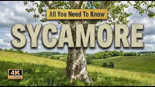 Sycamore Tree | All You Need To Know About