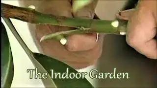 How to Air-Layer a Rubber Plant