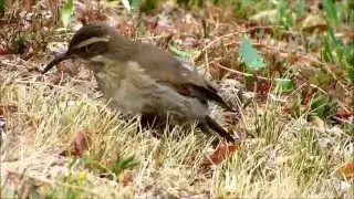 Bandurrita de bosque ( Upucerthia saturatior ) II .