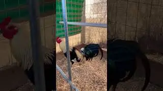 Gilmore Hatch X Clemmons Grey Stag #gamefowl #gamefarm