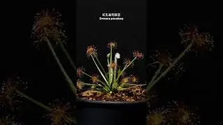 紅孔雀毛氈苔 Drosera paradoxa