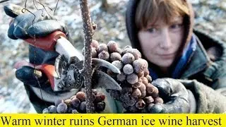 Warm winter ruins German ice wine harvest