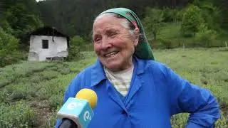 Култивиран мурсалски чай произвеждат в Родопите