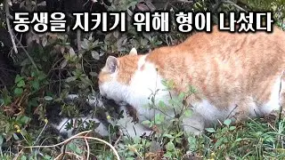 깨동이가 화났다 