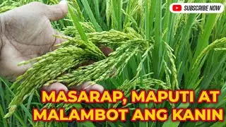 Hybrid Rice na Malakas Umani Pwede sa Wet and Dry Season | Longping Hybrid | LP2096 | LP534