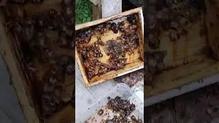 how beautiful colonies stingless bee