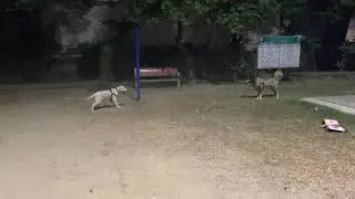 Labrador vs Bhutia Dog (Himalayan sheepdog) | Dogs Playing Funny Videos Dog Fight | The Caesar Show