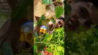 We Caught Dragon Lizard 😱🦎 #shorts #petsvlog #shortvideo#viralshort