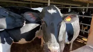 We are going to start milking cows 🐄 1st Generation Dairy Farmer
