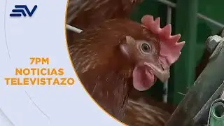 Animalistas cuestionan sacrificio de 2 millones de gallinas ponedoras | Televistazo | Ecuavisa