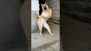 dog Tum andar aa jao Mera Dost 😘#cat #shorts